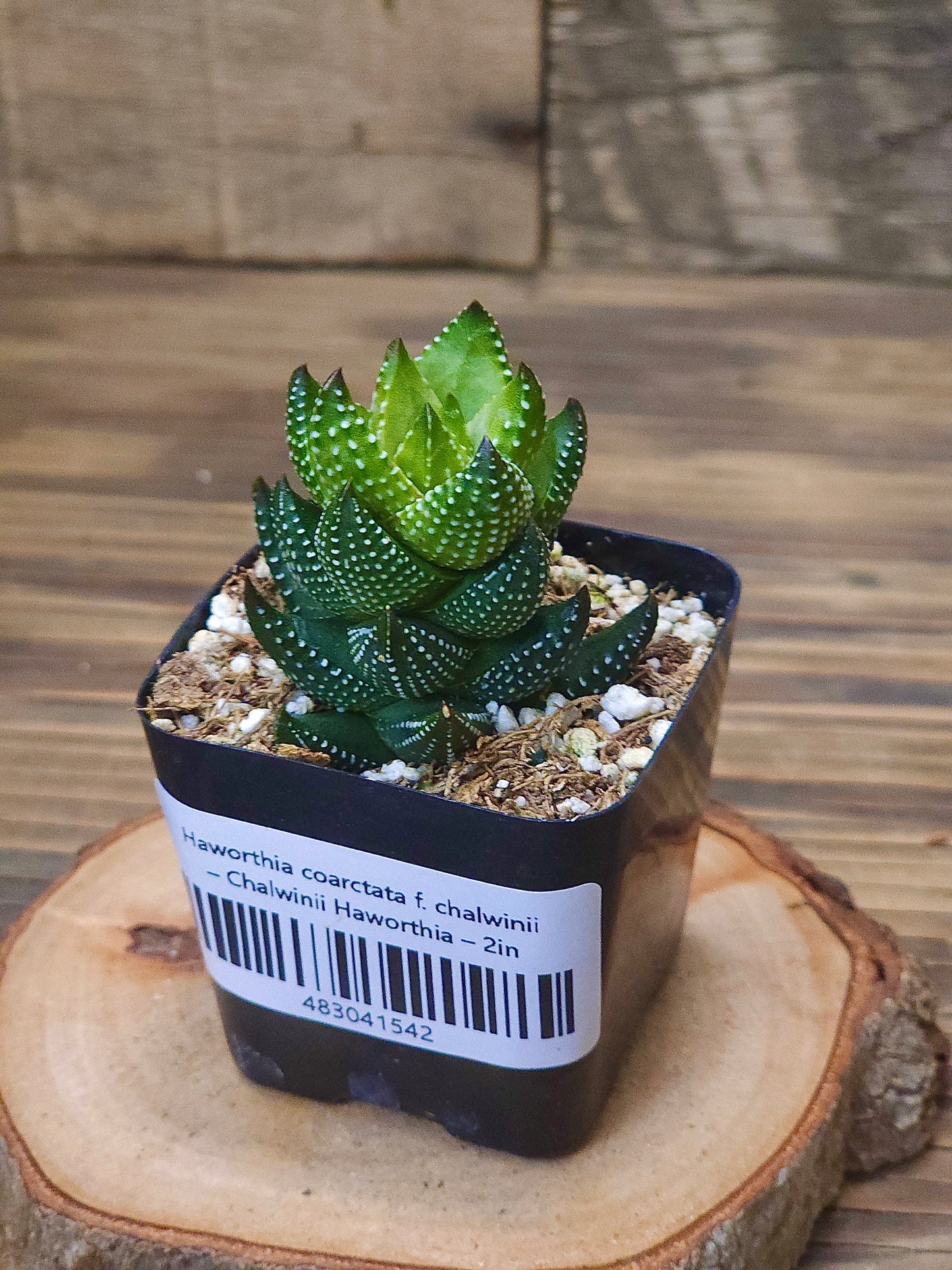 Haworthia coarctata f. chalwinii – Chalwinii Haworthia – 2in