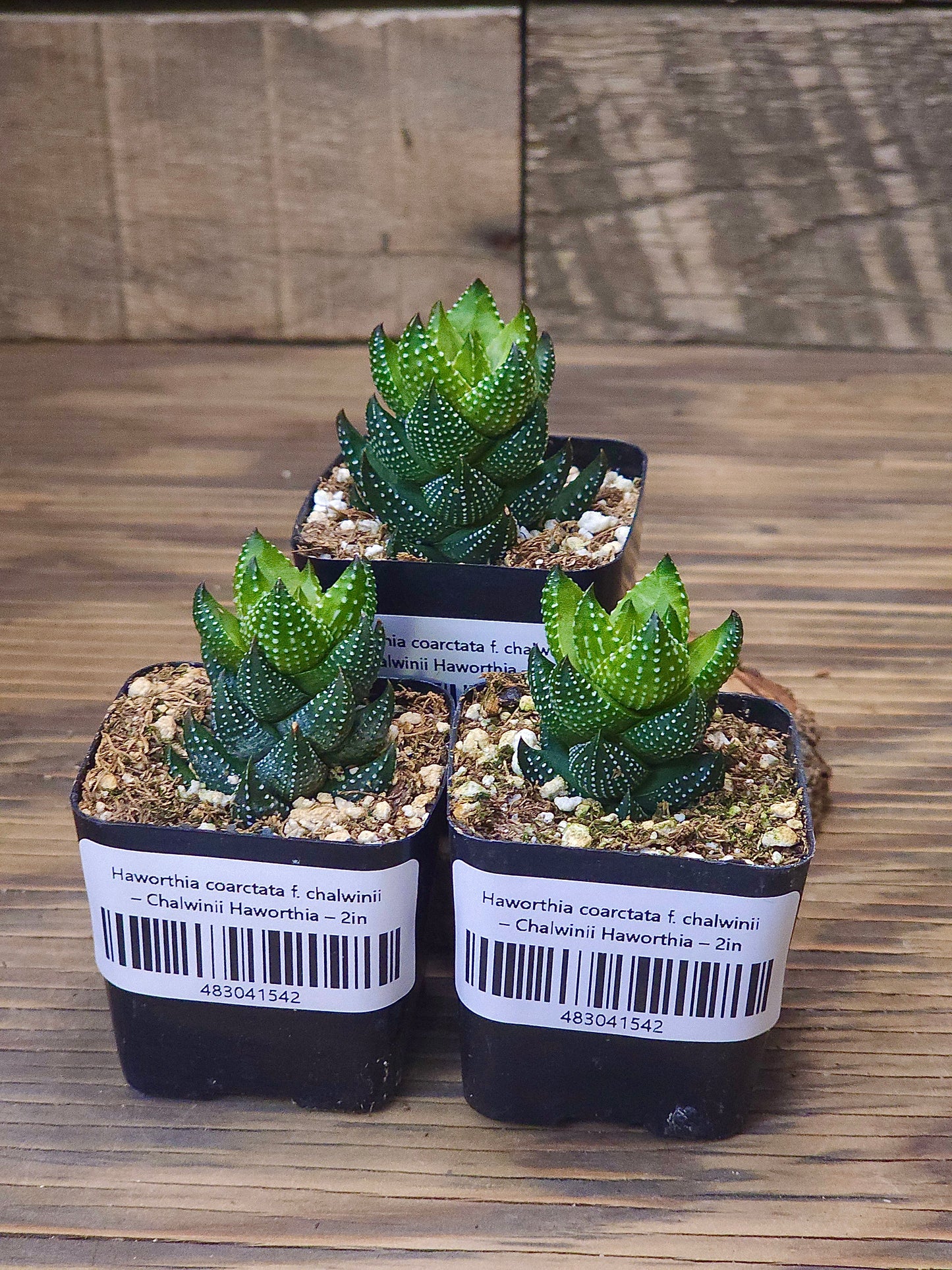 Haworthia coarctata f. chalwinii – Chalwinii Haworthia – 2in