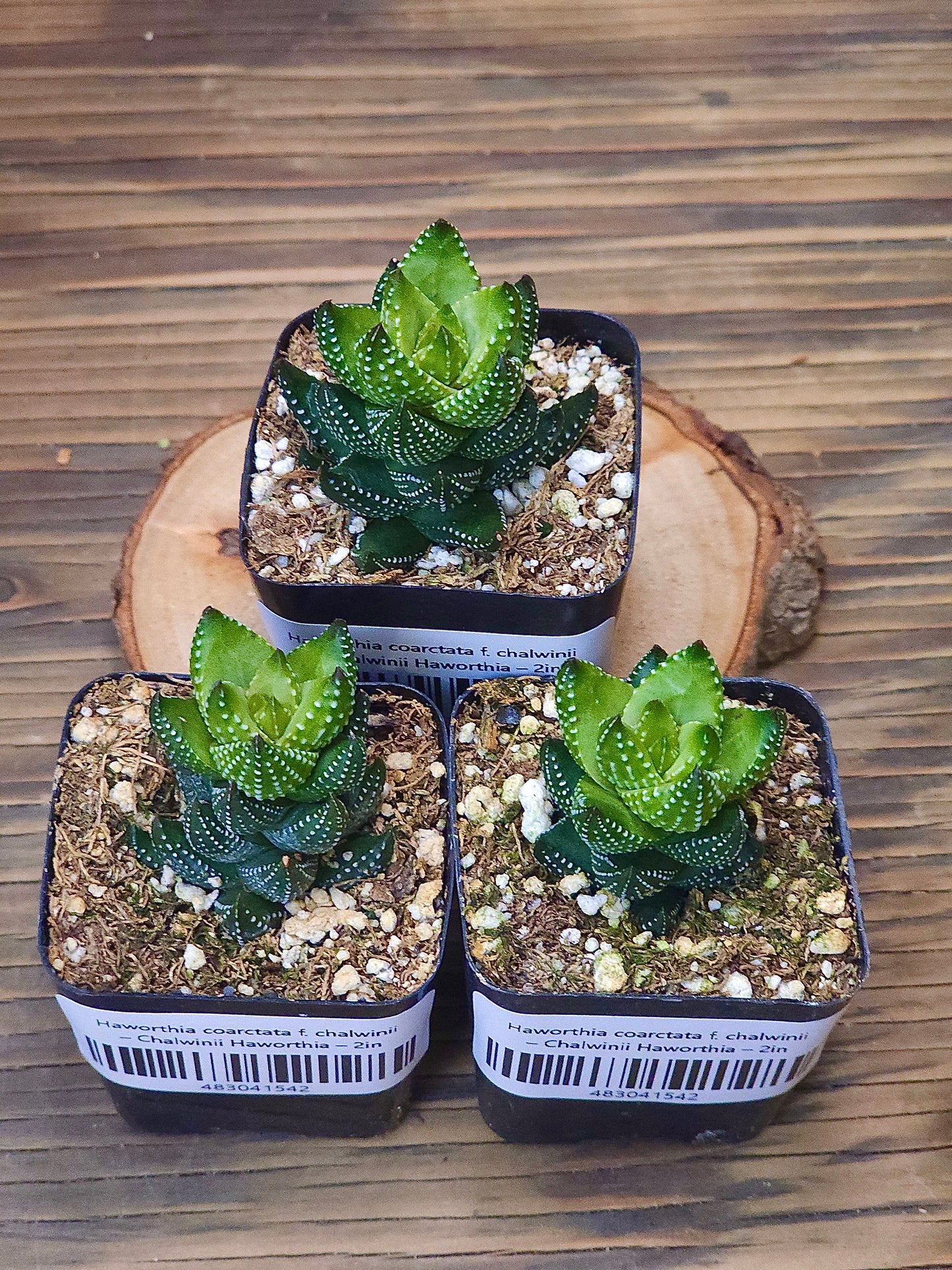 Haworthia coarctata f. chalwinii – Chalwinii Haworthia – 2in