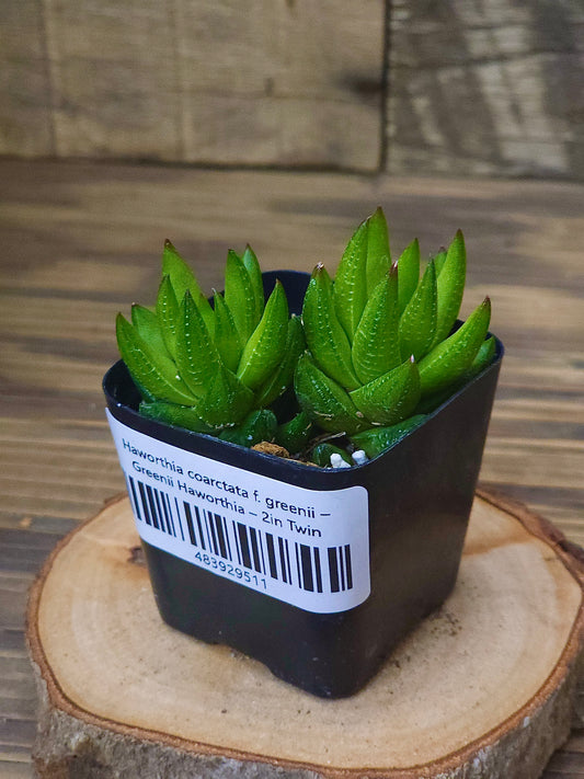 Haworthia coarctata f. greenii – Greenii Haworthia – 2in Twin