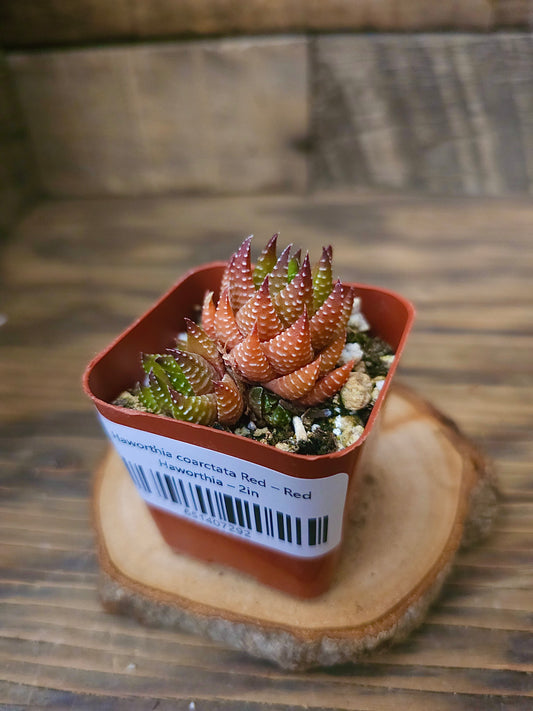 Haworthia coarctata 'Red' – Red Haworthia – 2in