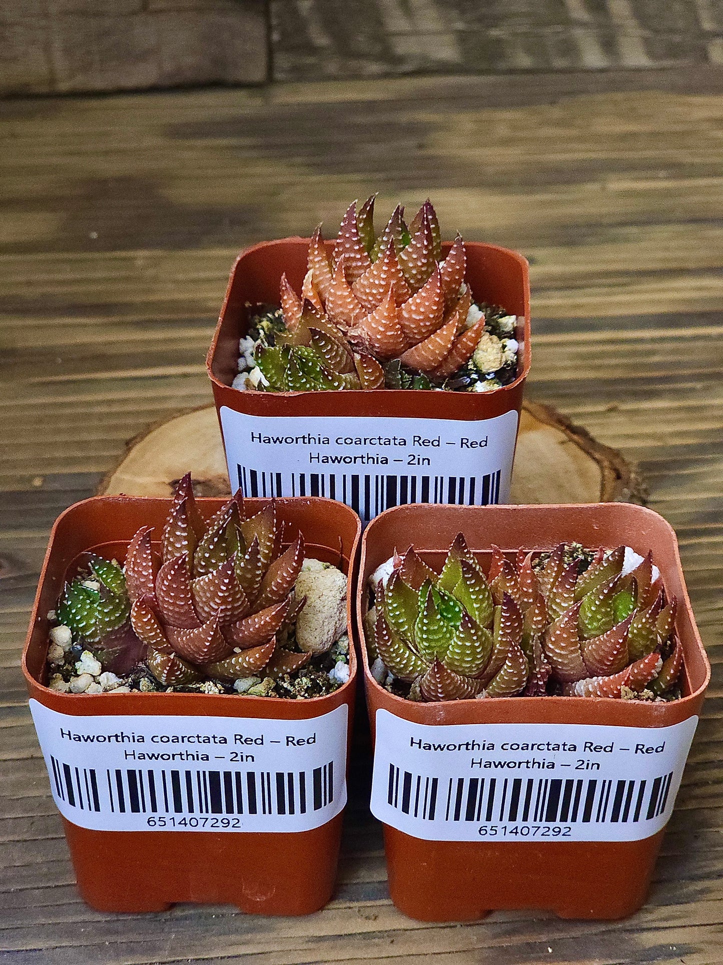 Haworthia coarctata 'Red' – Red Haworthia – 2in