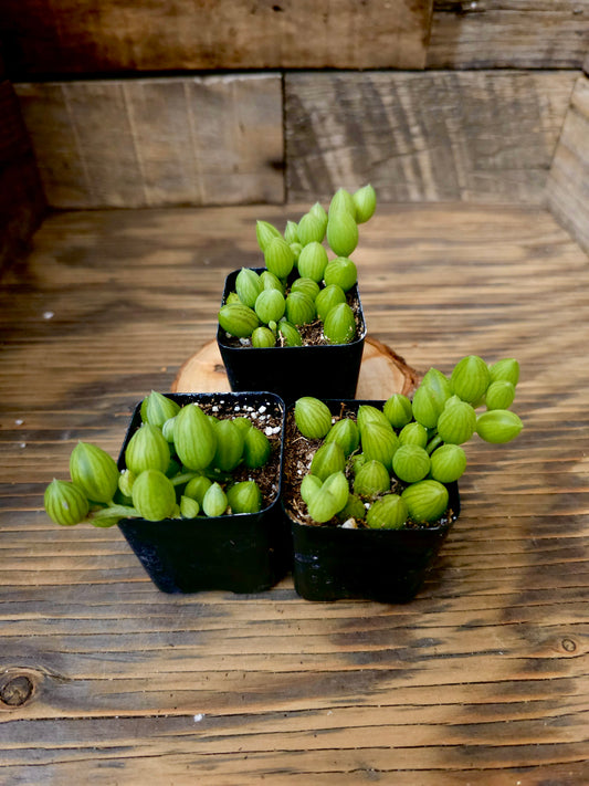 Curio herreanus – String of Watermelons