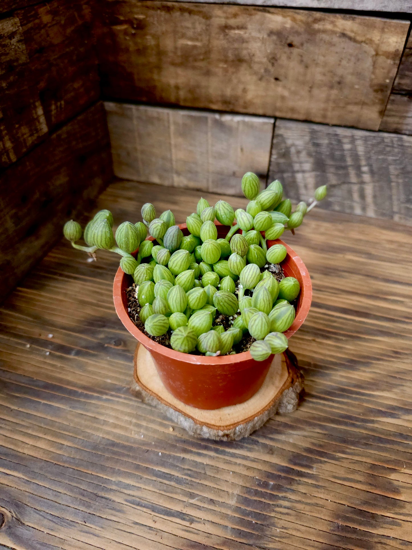 Curio herreanus – String of Watermelons