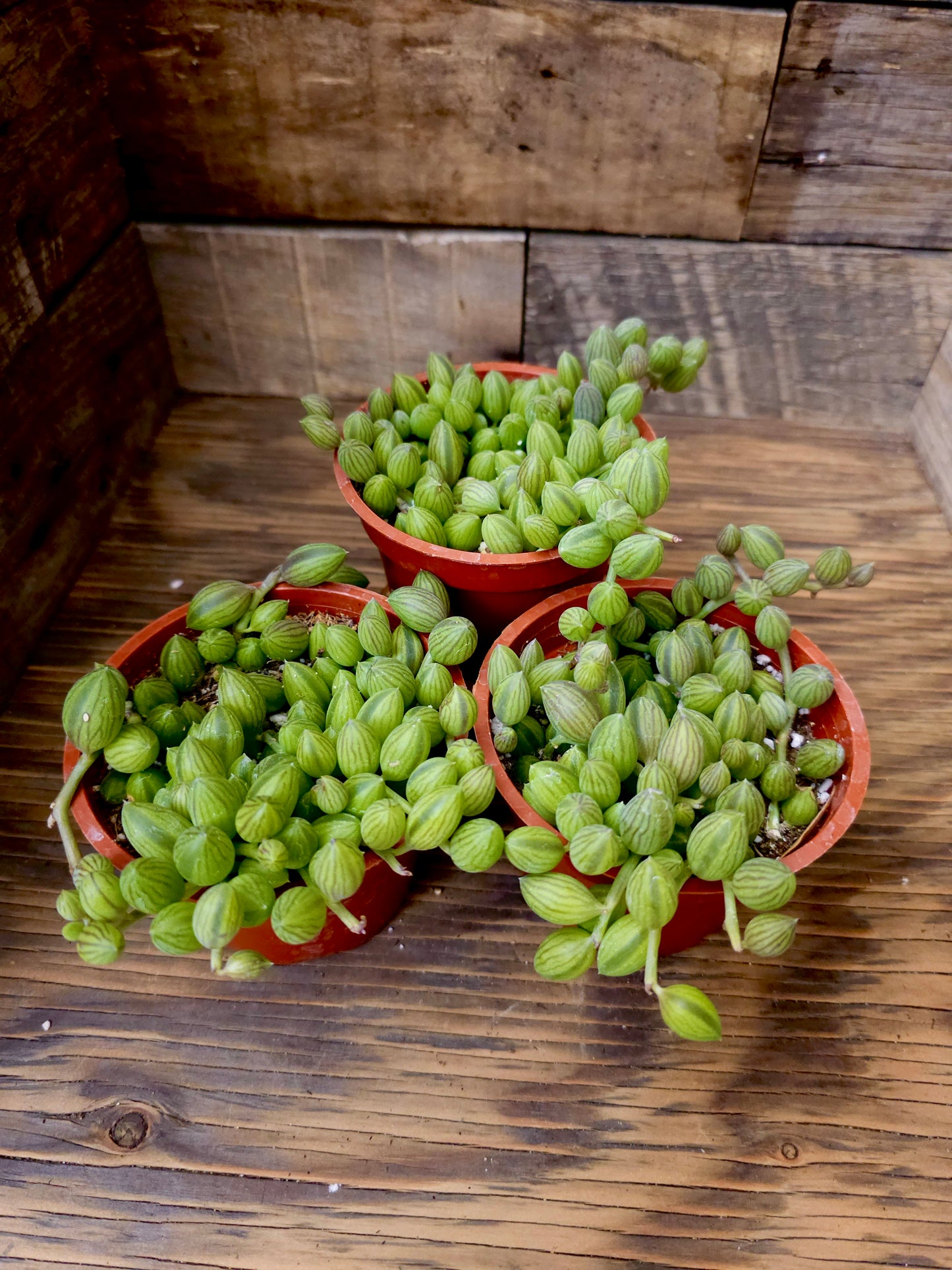 Curio herreanus – String of Watermelons