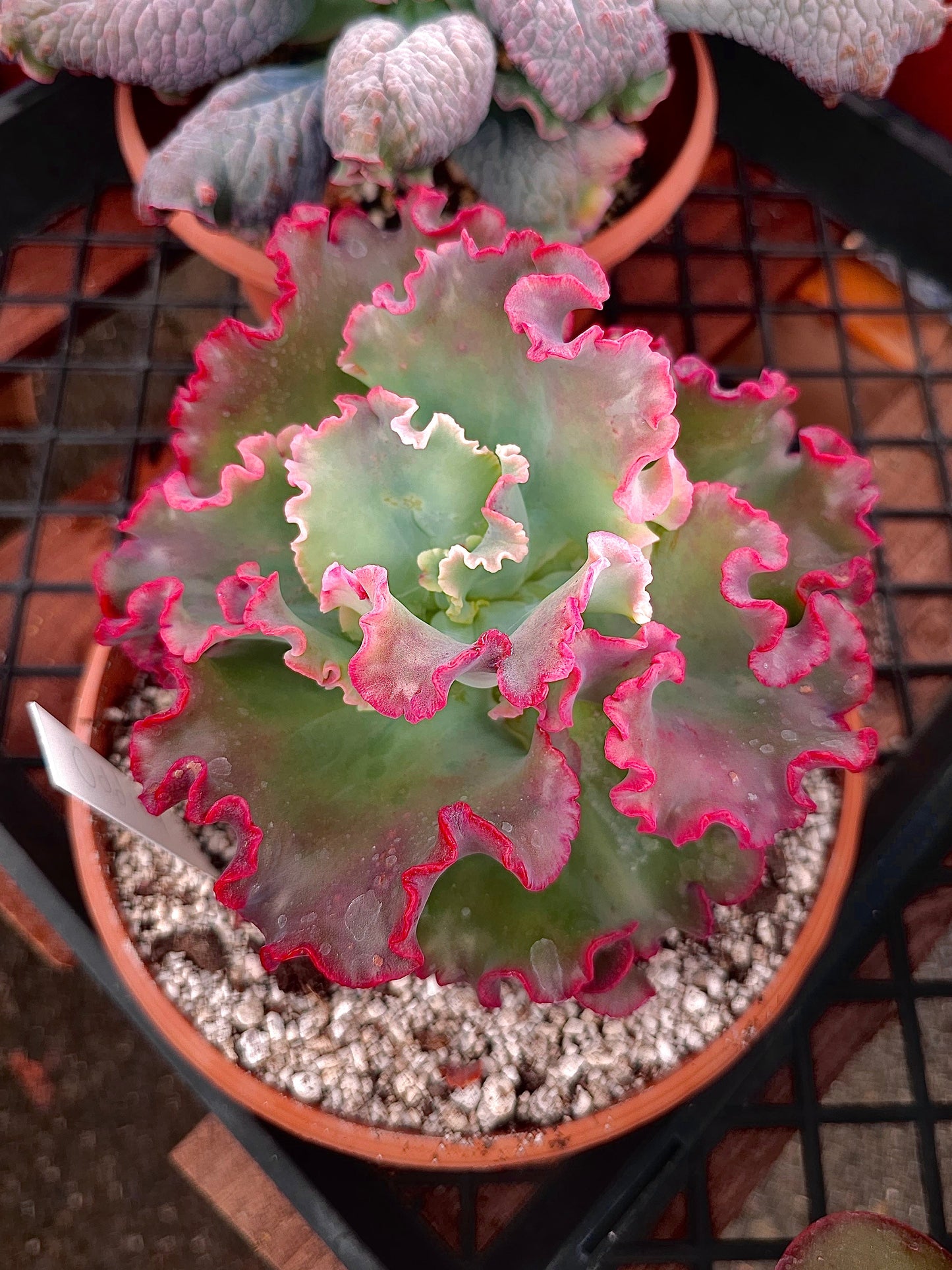 Echeveria hybrid 'Oddity' – Oddity Echeveria – 8IN