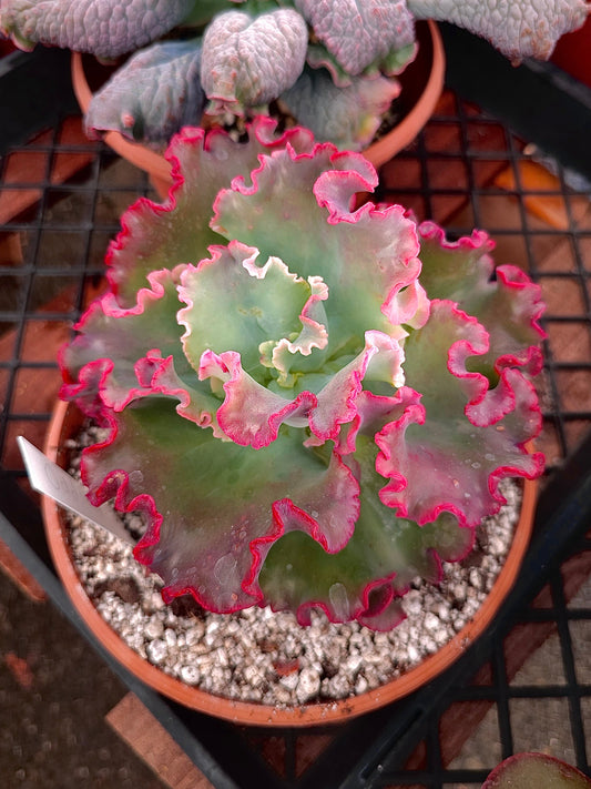 Echeveria hybrid 'Oddity' – Oddity Echeveria – 8IN