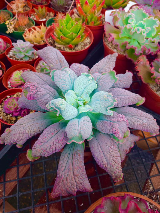 Echeveria hybrid 'Linguas' – Linguas Echeveria – 8IN