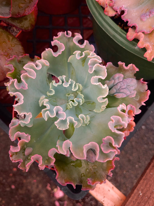 Echeveria hybrid 'Dragonas' – Dragonas Echeveria
