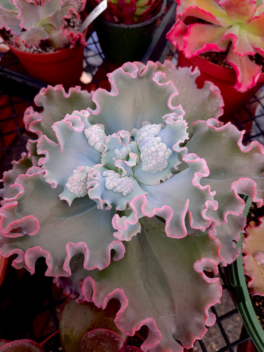 Echeveria hybrid 'Candy’s Best' – Candy’s Best Echeveria – 10IN
