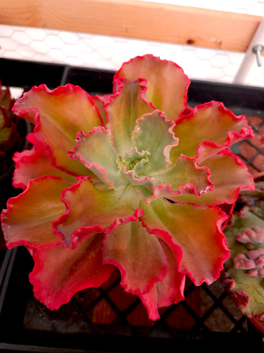 Echeveria hybrid 'Pink Frills' – Pink Frills Echeveria – 10IN
