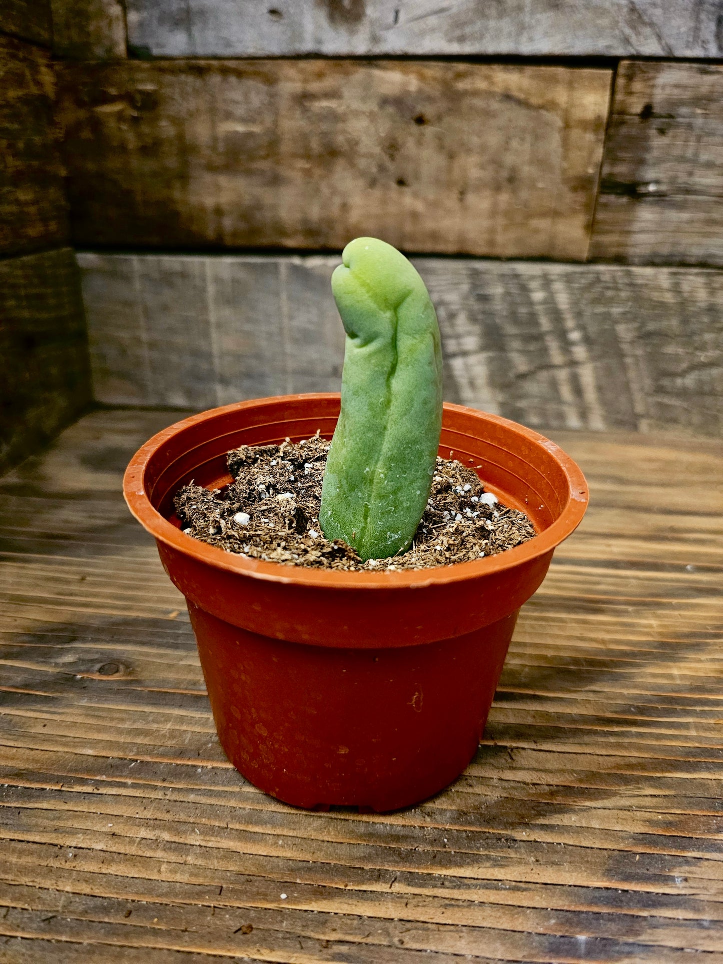 Trichocereus bridgesii monstrose – Penis Cactus – 4IN