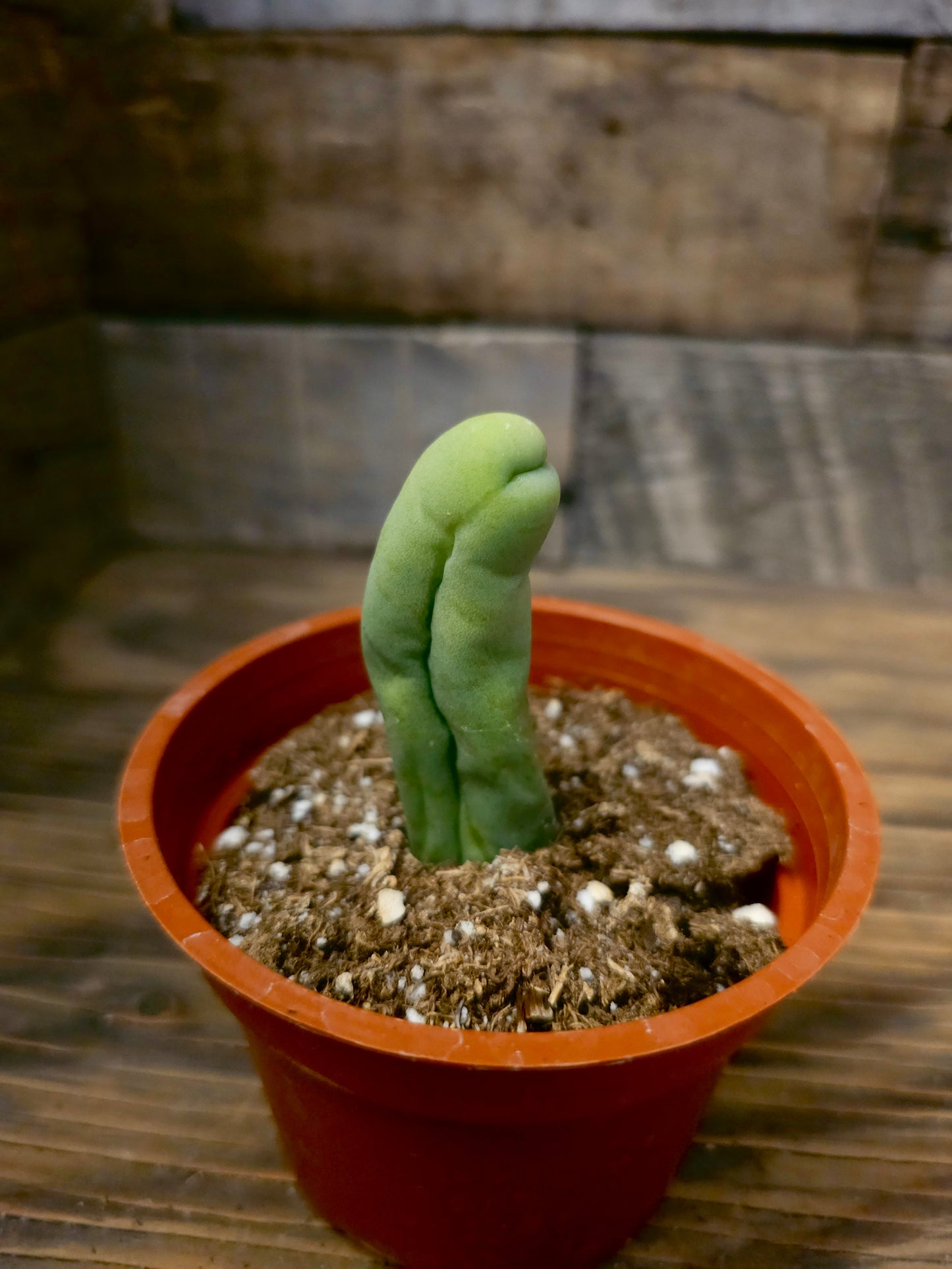Trichocereus bridgesii monstrose – Penis Cactus – 4IN