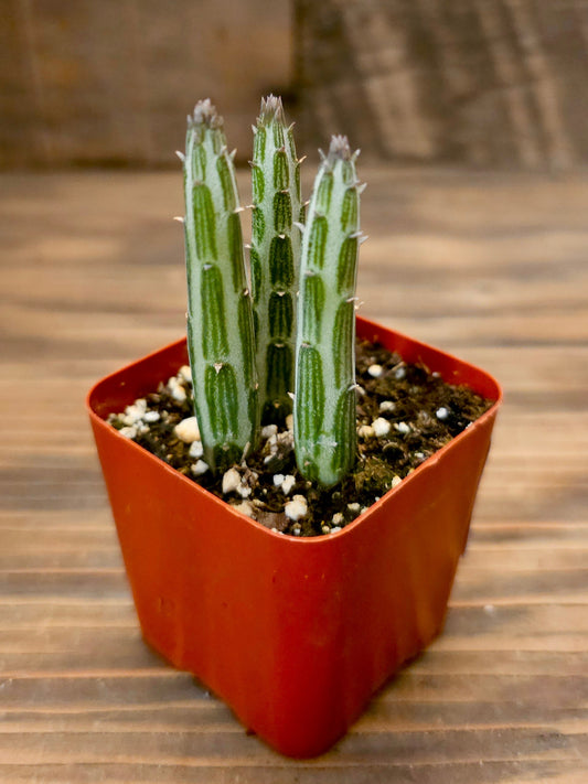 Kleinia stapeliiformis – Pickle Plant