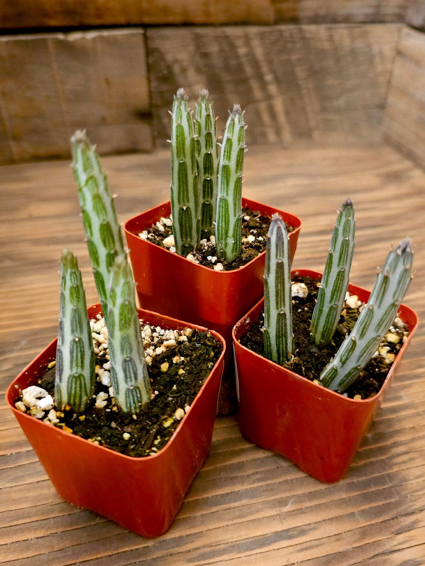 Kleinia stapeliiformis – Pickle Plant