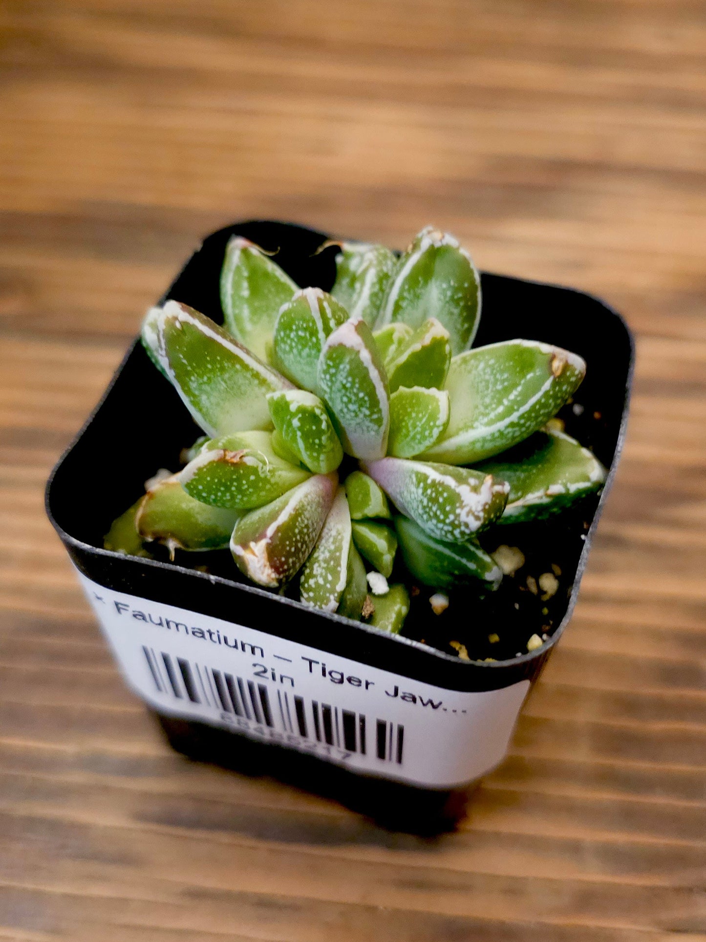 × Faumatium – Tiger Jaws Hybrid