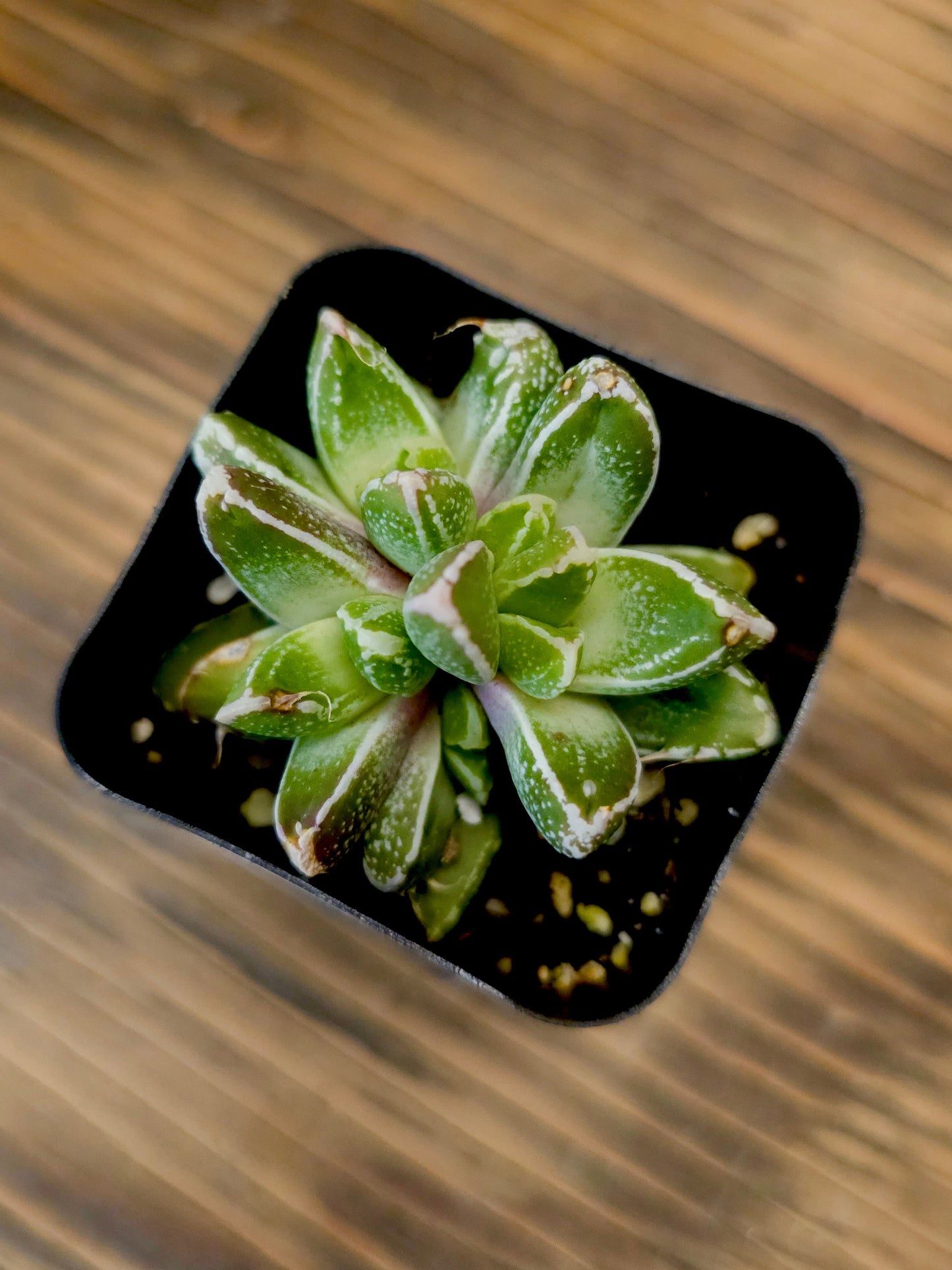 × Faumatium – Tiger Jaws Hybrid