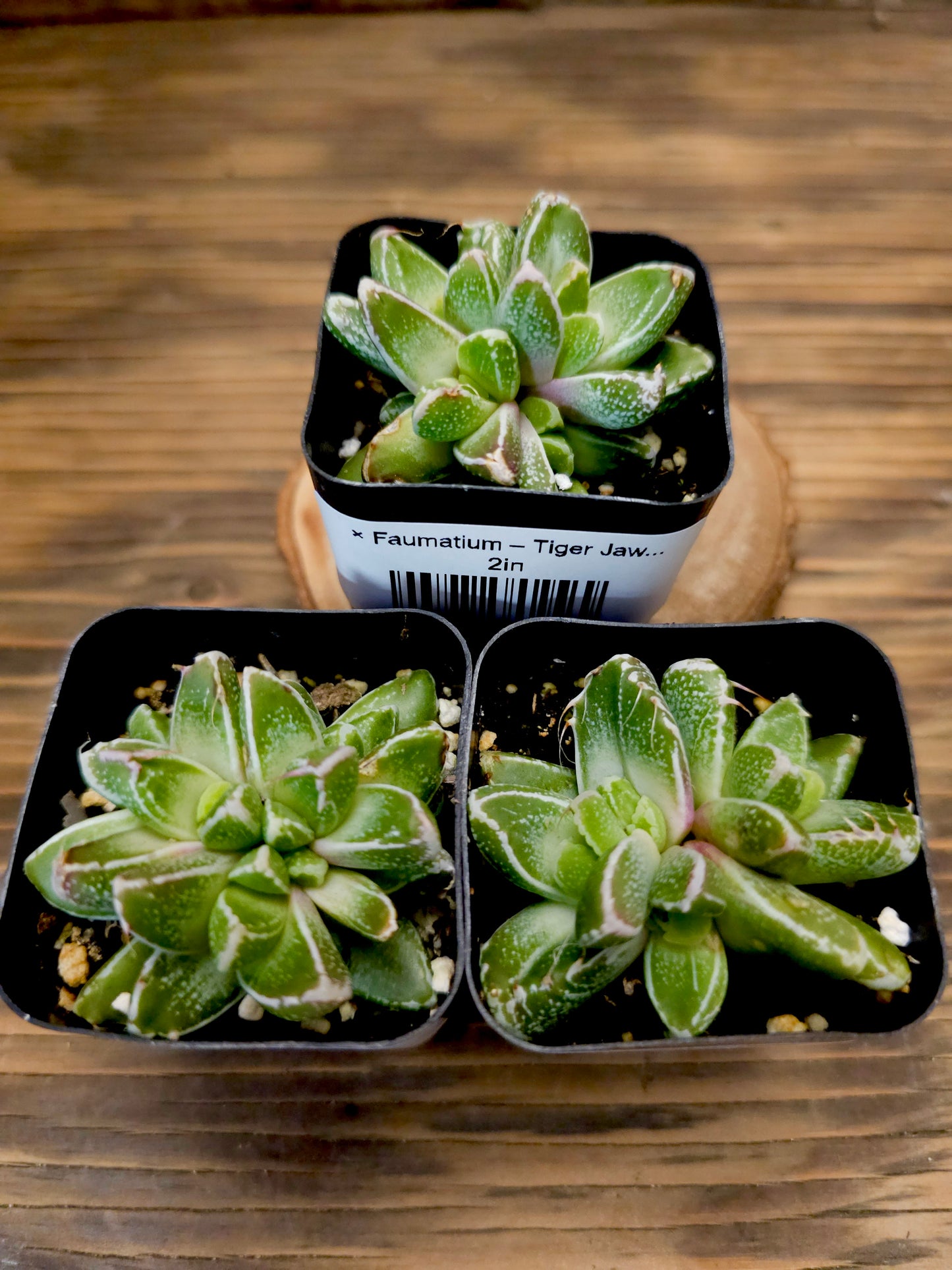 × Faumatium – Tiger Jaws Hybrid