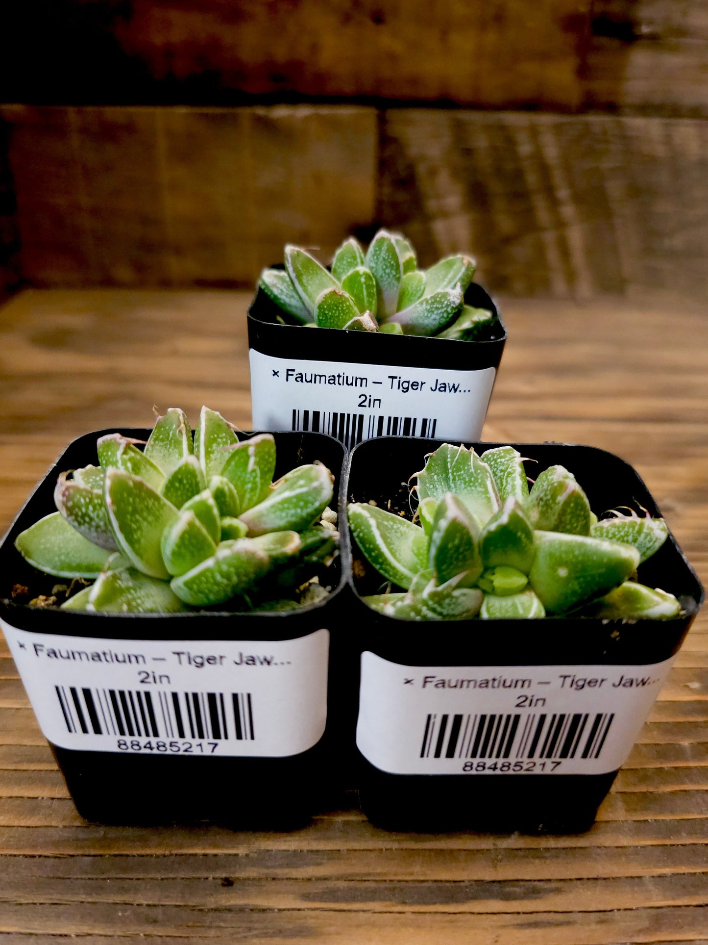 × Faumatium – Tiger Jaws Hybrid