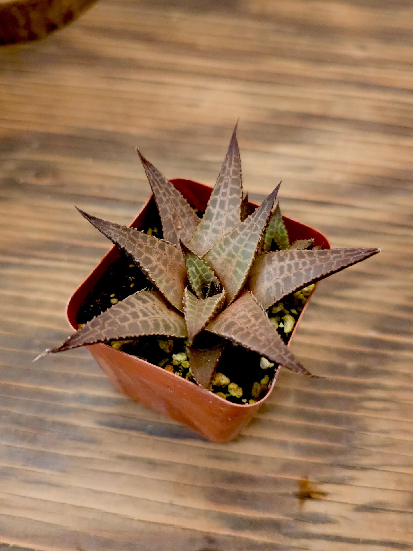 Haworthia venosa ssp. tessellata – Alligator Haworthia