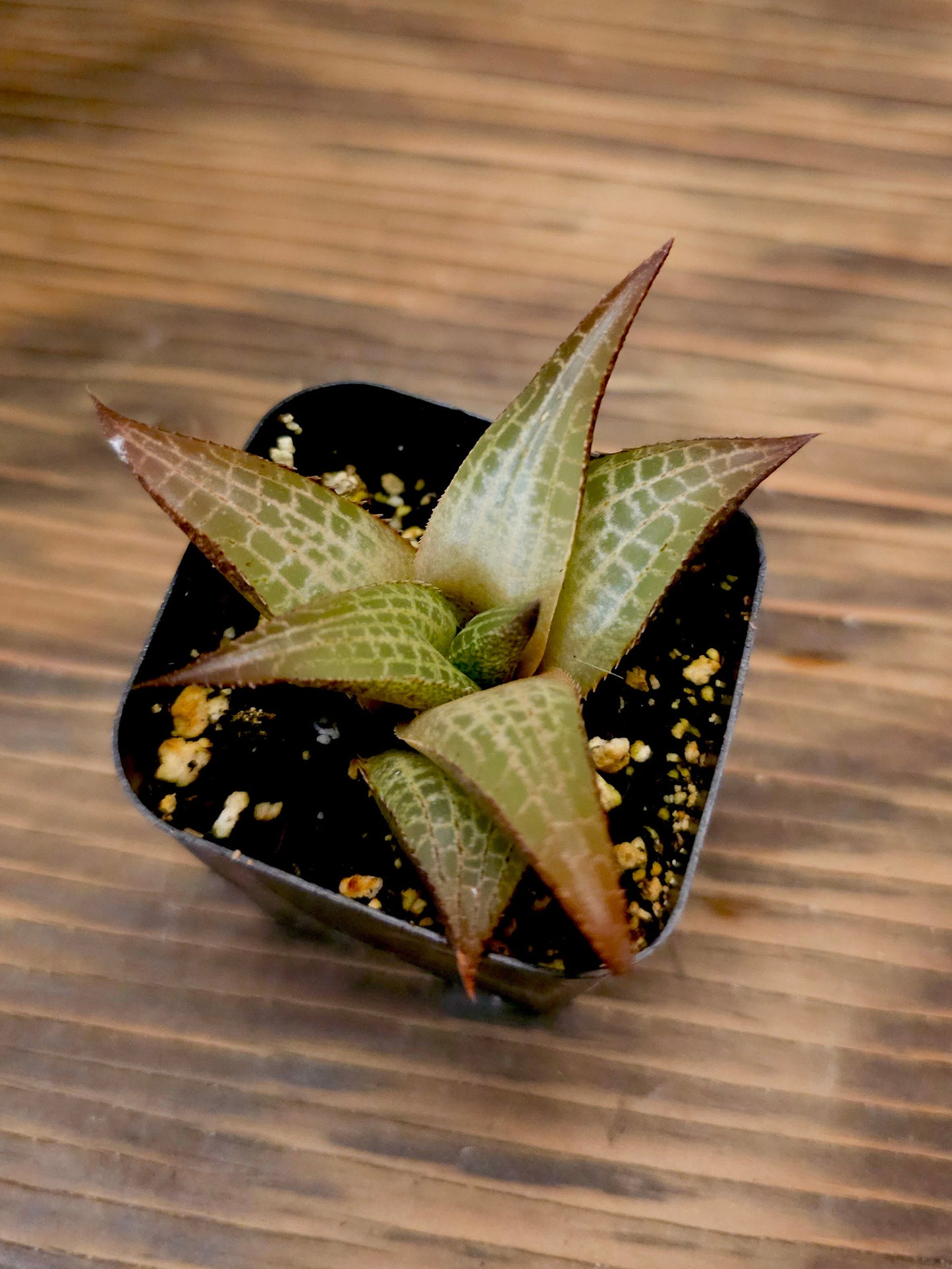Haworthia venosa ssp. tessellata – Alligator Haworthia