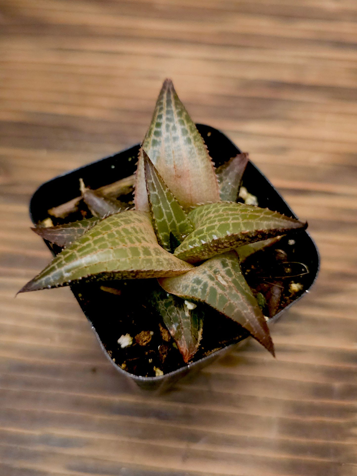 Haworthia venosa ssp. tessellata – Alligator Haworthia