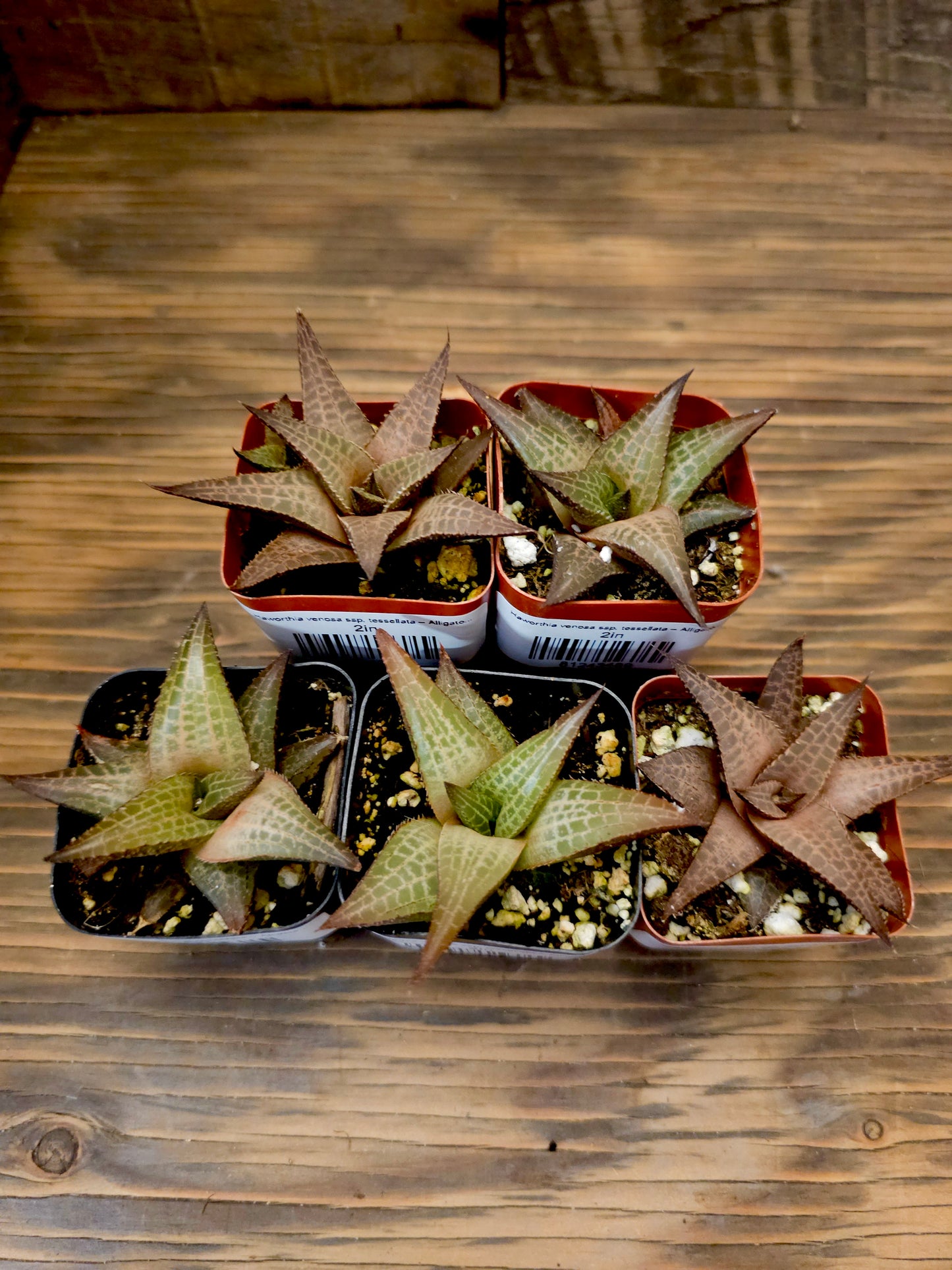 Haworthia venosa ssp. tessellata – Alligator Haworthia