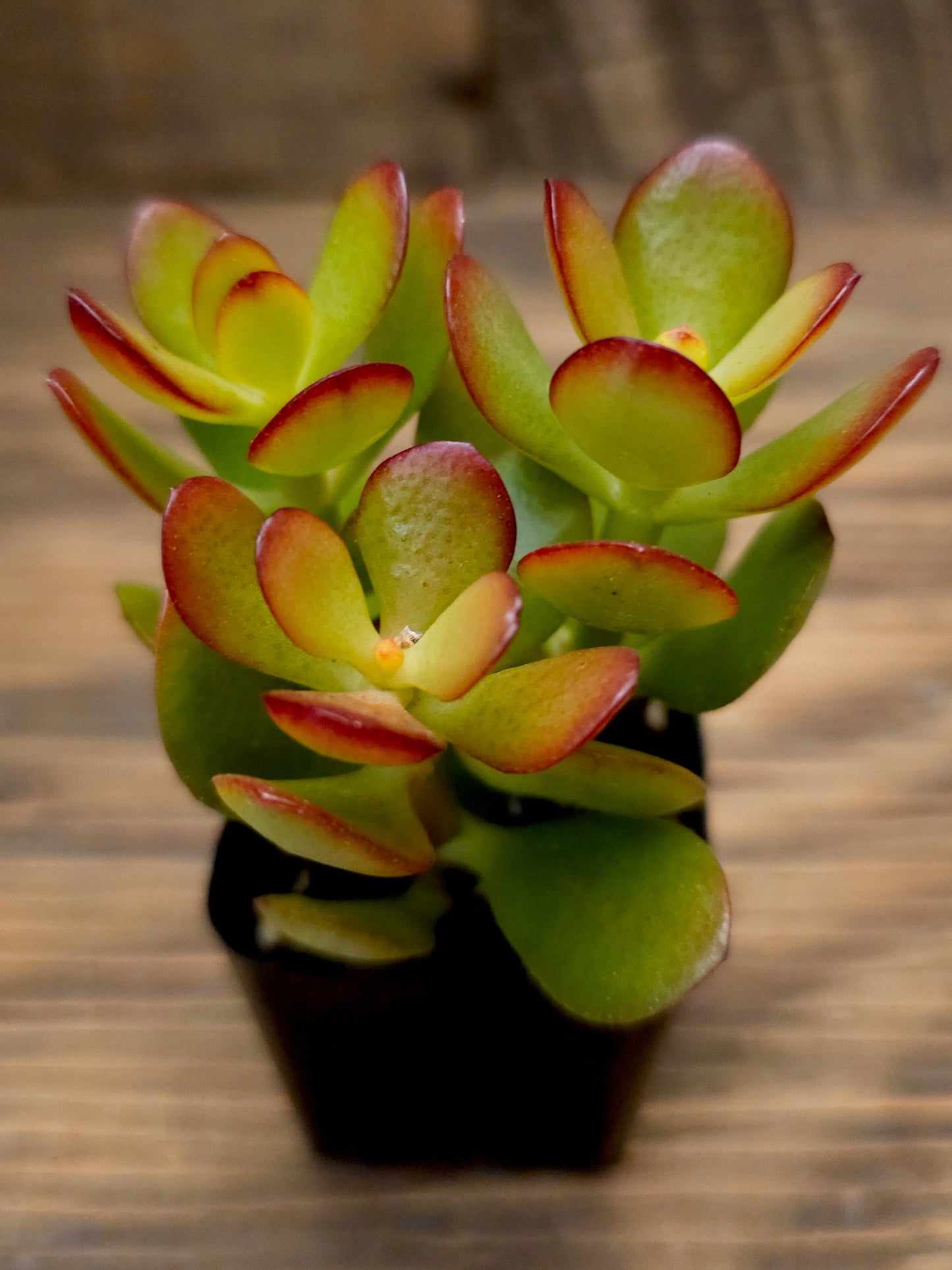 Crassula ovata 'Baby Jade' – Baby Jade