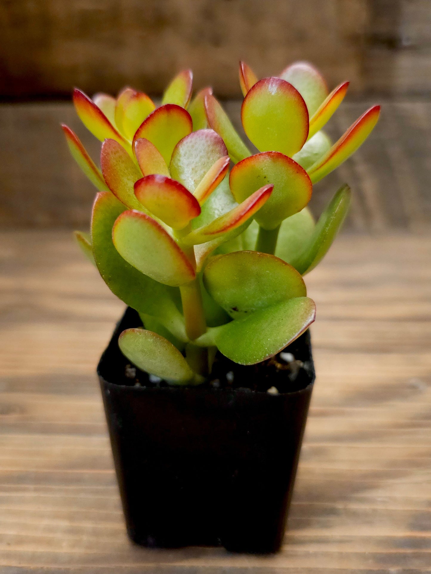 Crassula ovata 'Baby Jade' – Baby Jade