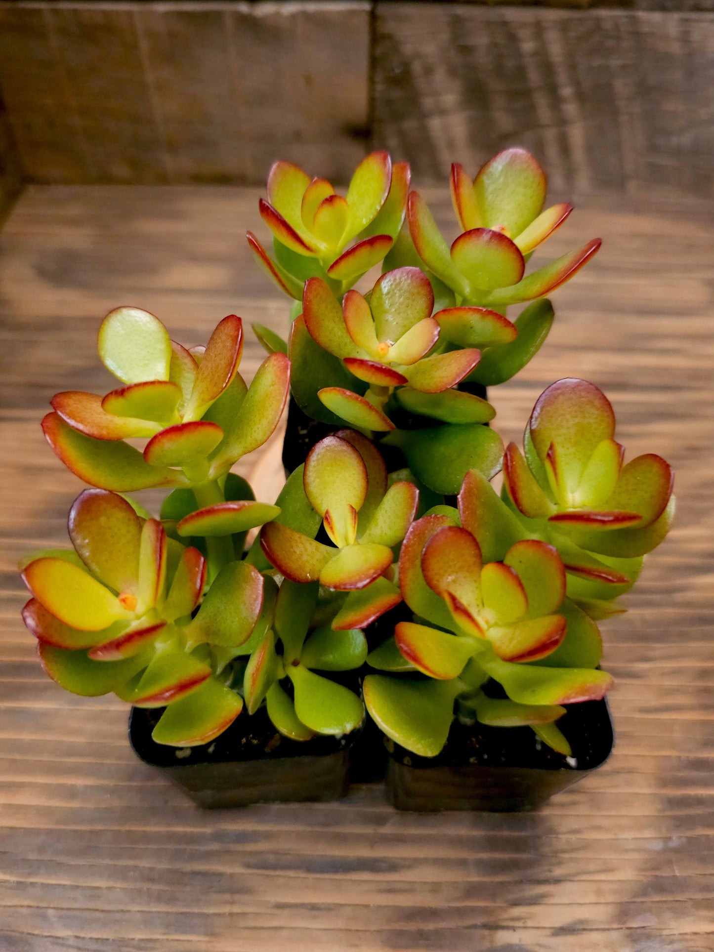 Crassula ovata 'Baby Jade' – Baby Jade