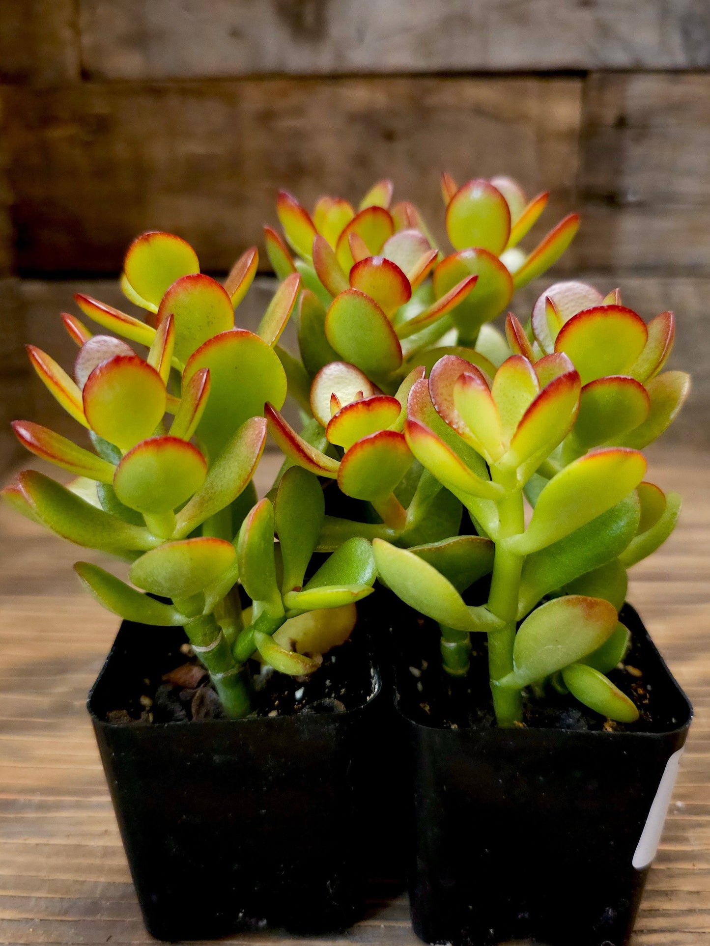 Crassula ovata 'Baby Jade' – Baby Jade