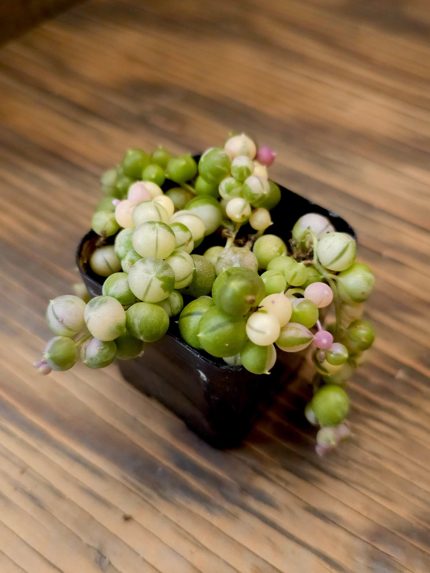 Curio rowleyanus 'Variegatus' – Variegated String of Pearls