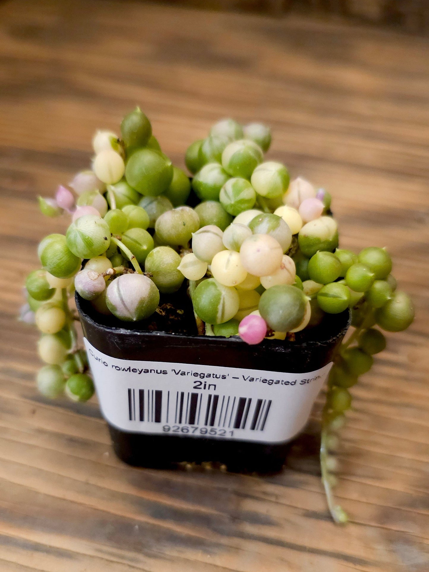 Curio rowleyanus 'Variegatus' – Variegated String of Pearls