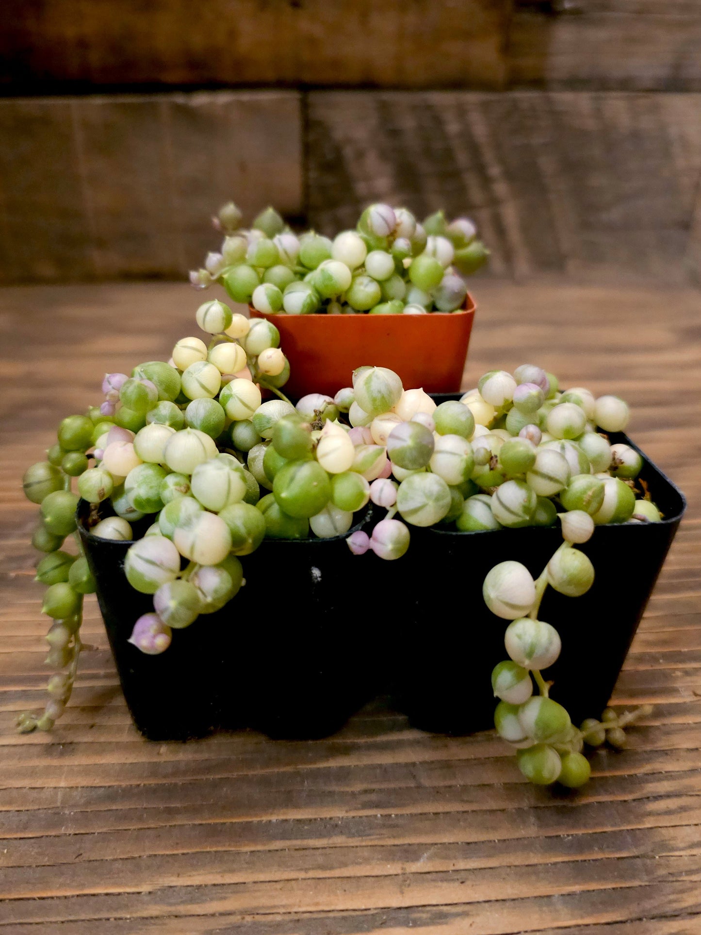 Curio rowleyanus 'Variegatus' – Variegated String of Pearls