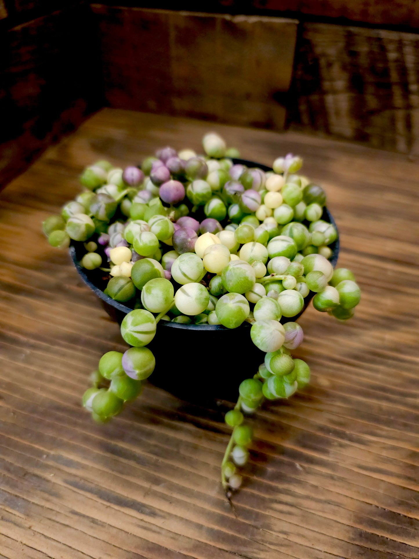 Curio rowleyanus 'Variegatus' – Variegated String of Pearls