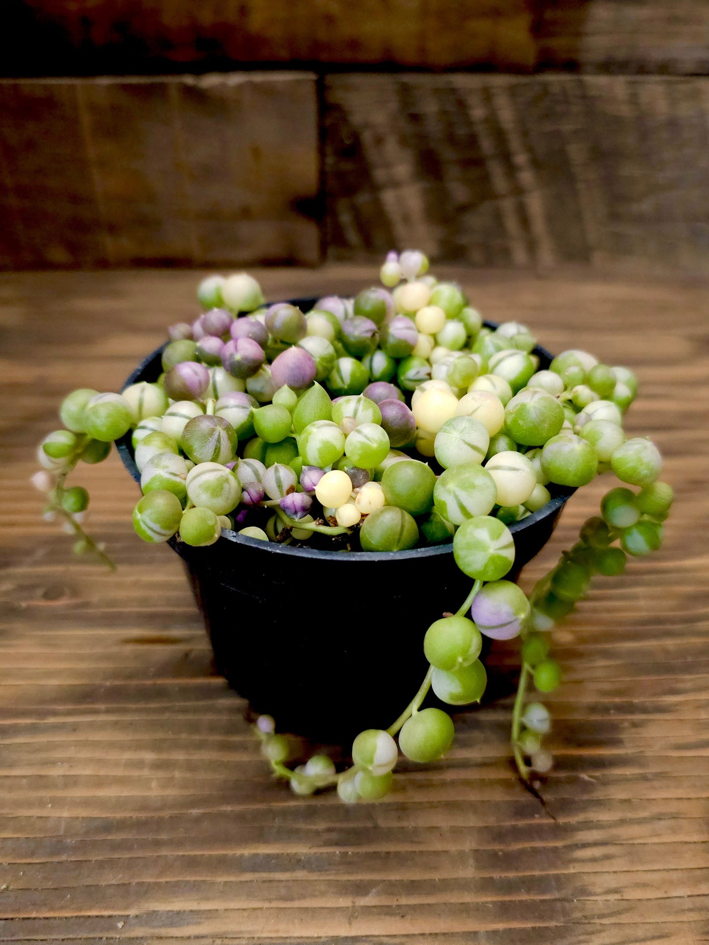 Curio rowleyanus 'Variegatus' – Variegated String of Pearls