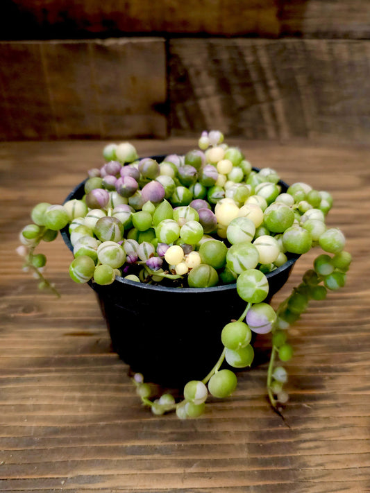 Curio rowleyanus 'Variegatus' – Variegated String of Pearls