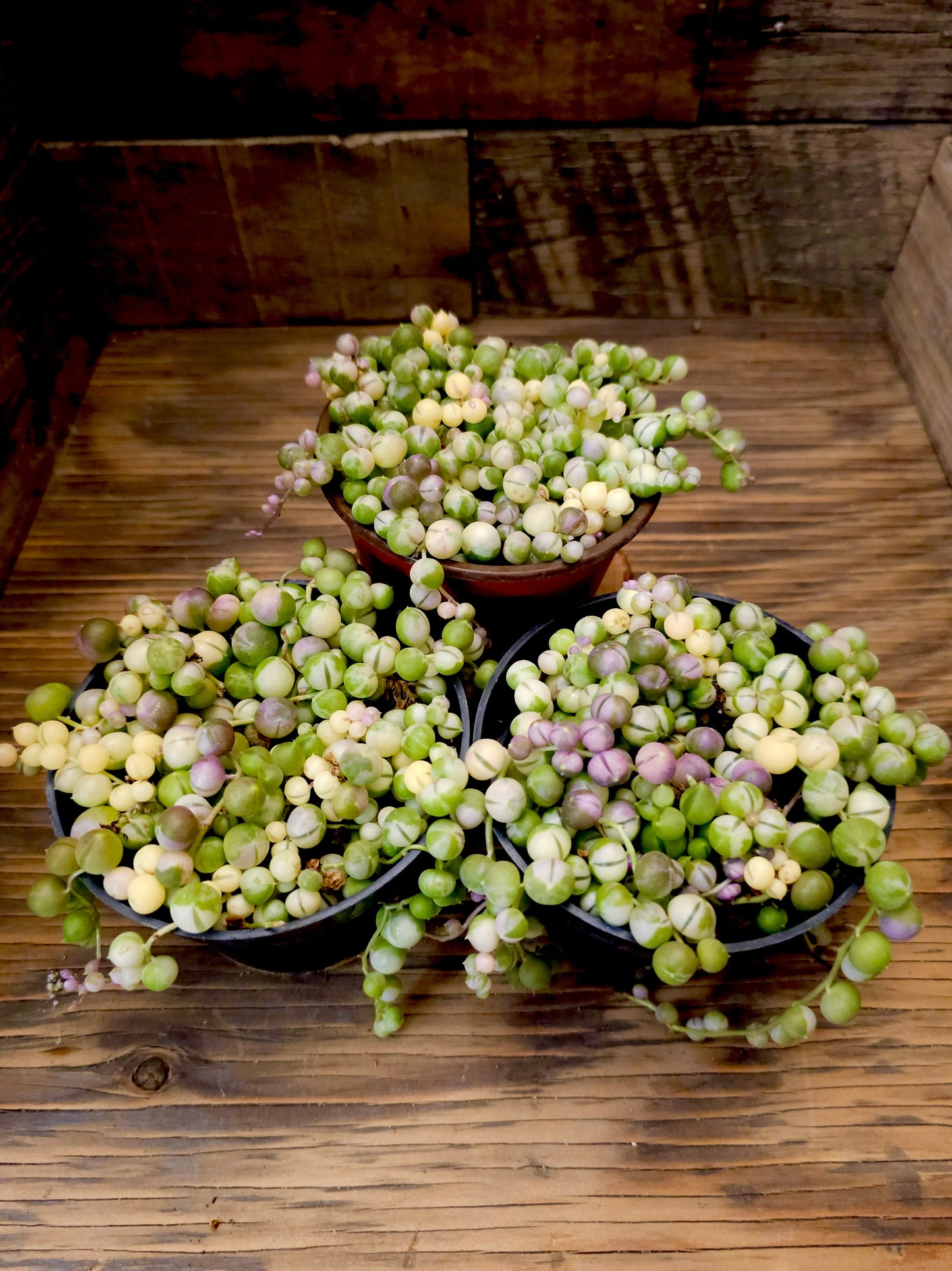 Curio rowleyanus 'Variegatus' – Variegated String of Pearls