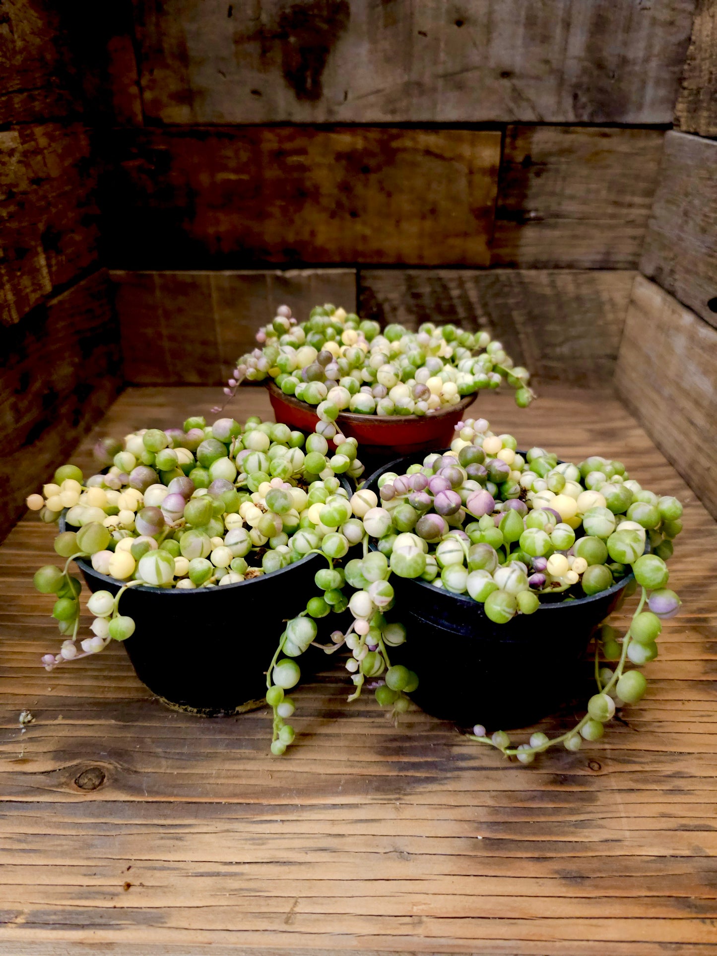 Curio rowleyanus 'Variegatus' – Variegated String of Pearls