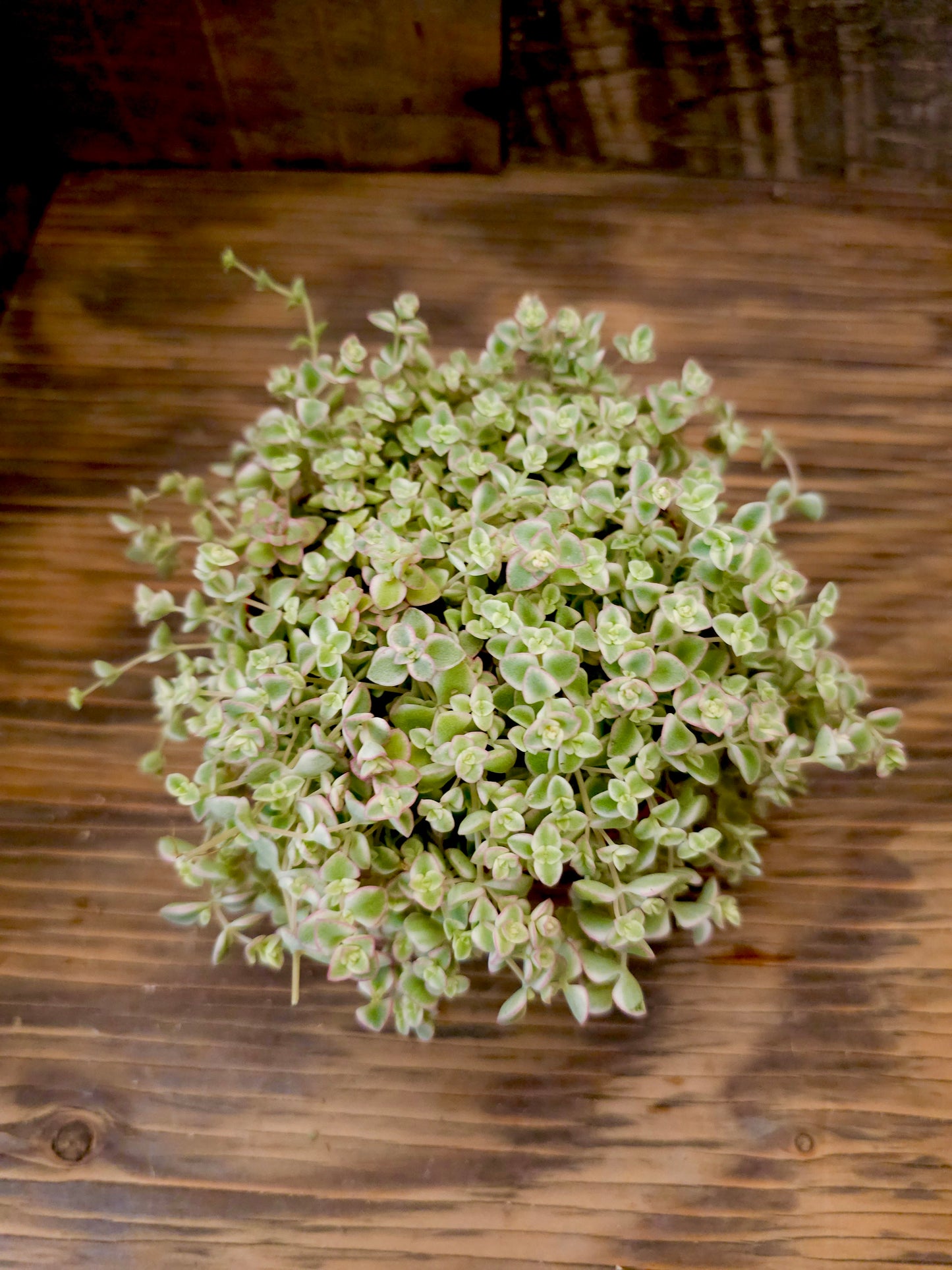 Sedum 'Little Missy' – Little Missy Sedum