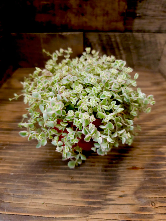 Sedum 'Little Missy' – Little Missy Sedum
