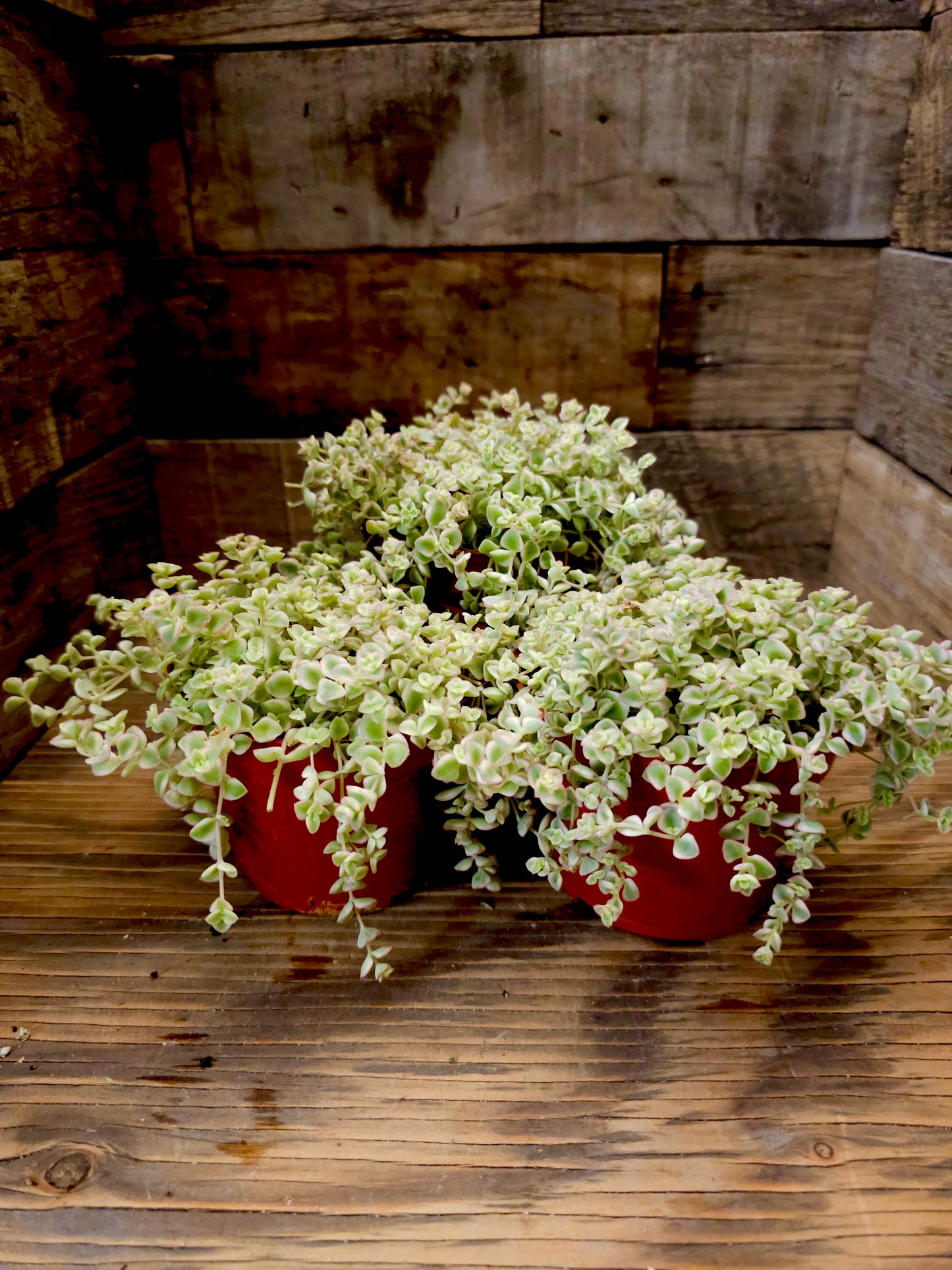 Sedum 'Little Missy' – Little Missy Sedum
