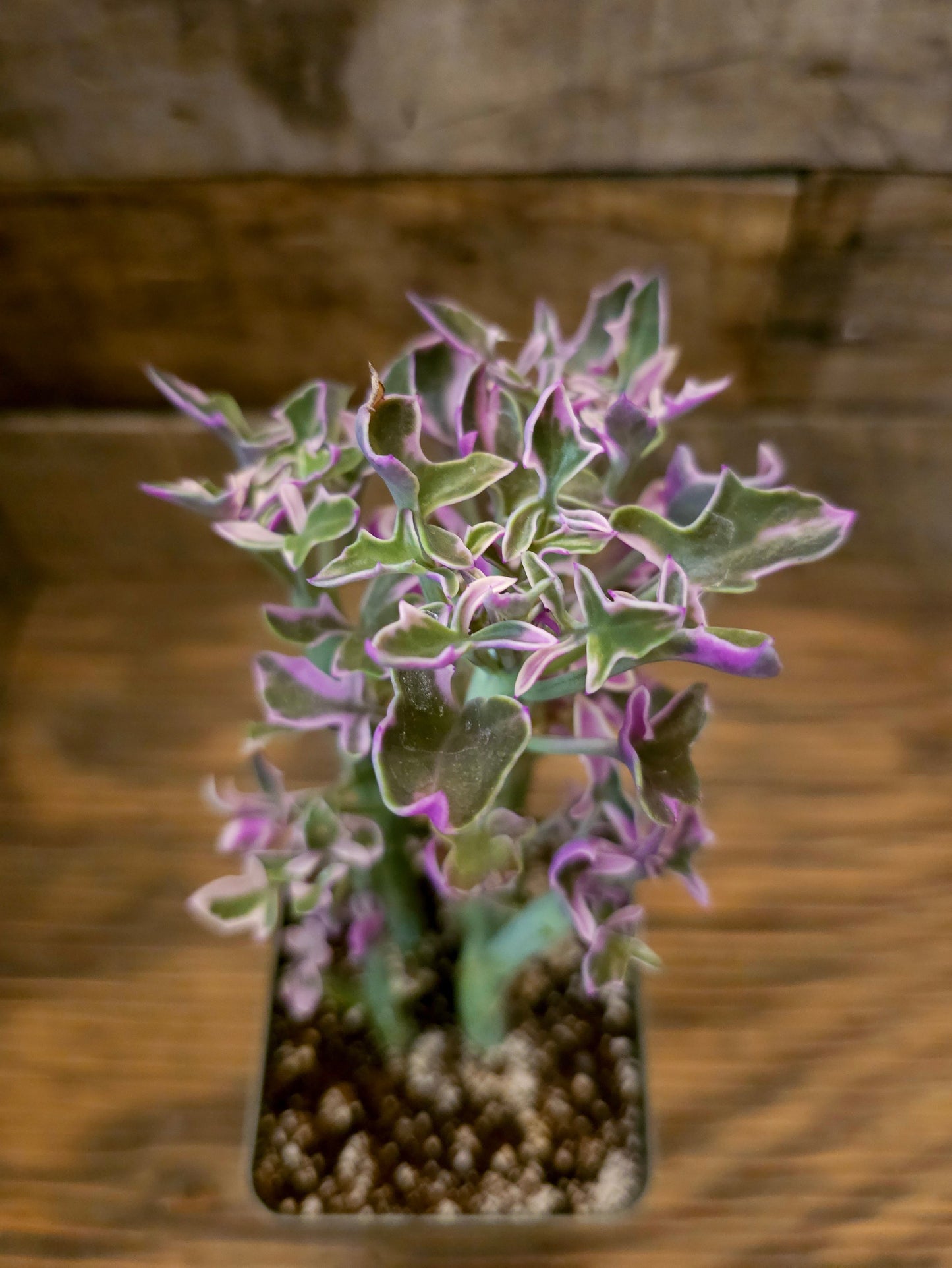 Curio articulatus 'Variegatus' – Variegated Candle Plant