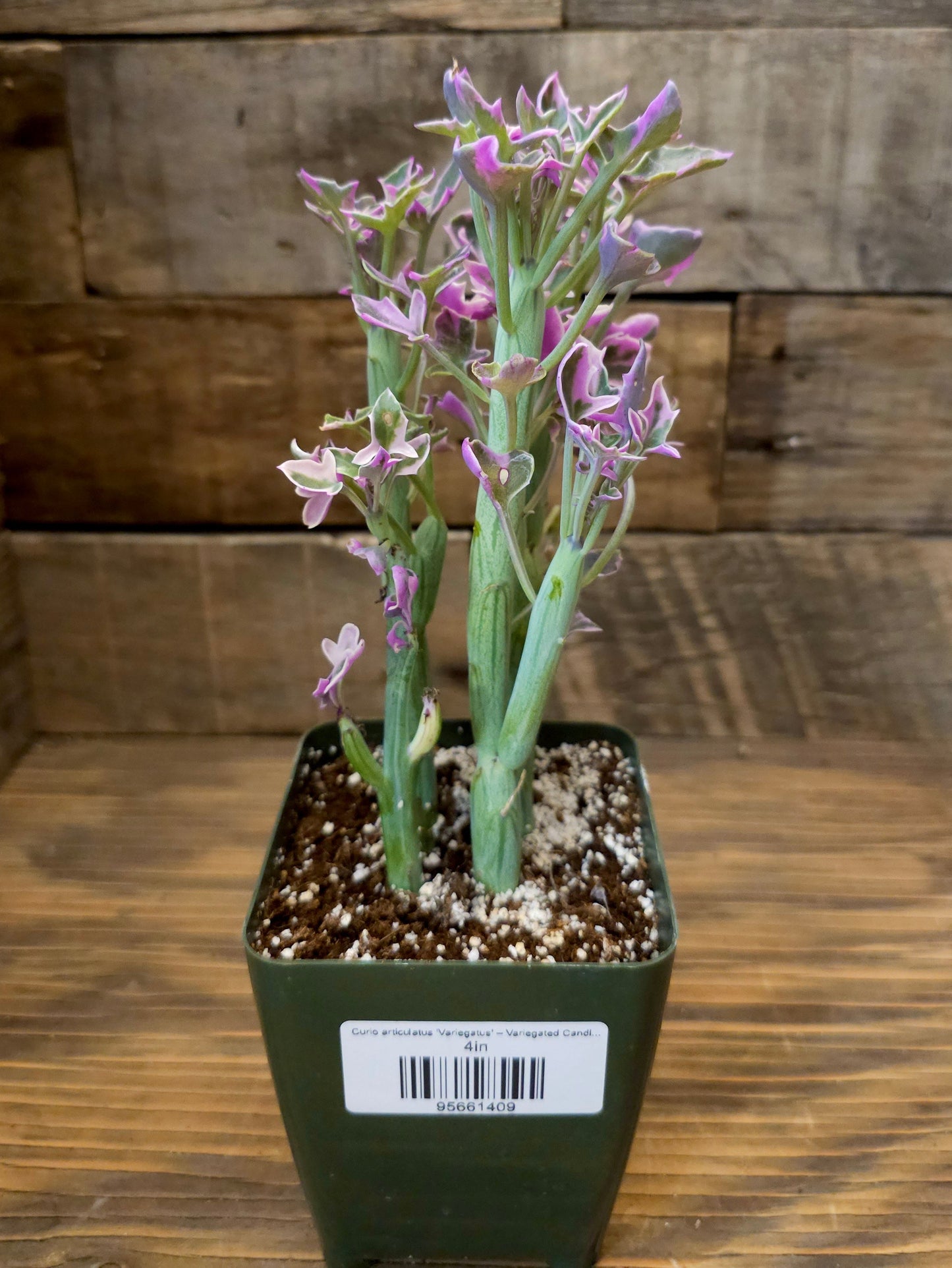 Curio articulatus 'Variegatus' – Variegated Candle Plant
