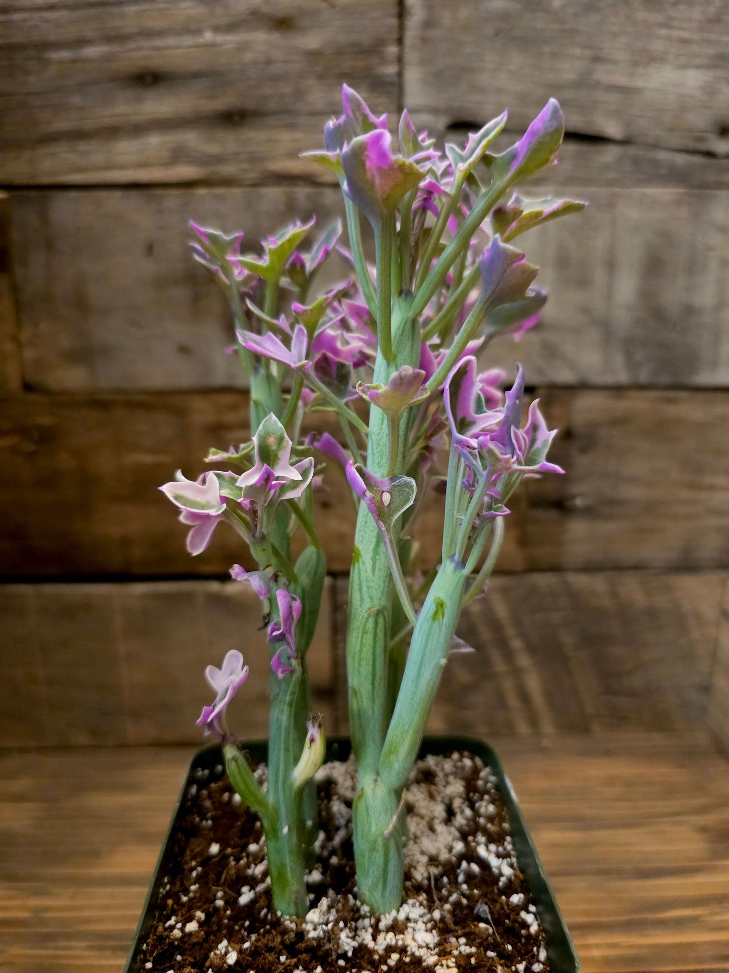 Curio articulatus 'Variegatus' – Variegated Candle Plant