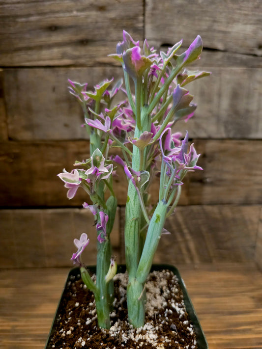 Curio articulatus 'Variegatus' – Variegated Candle Plant