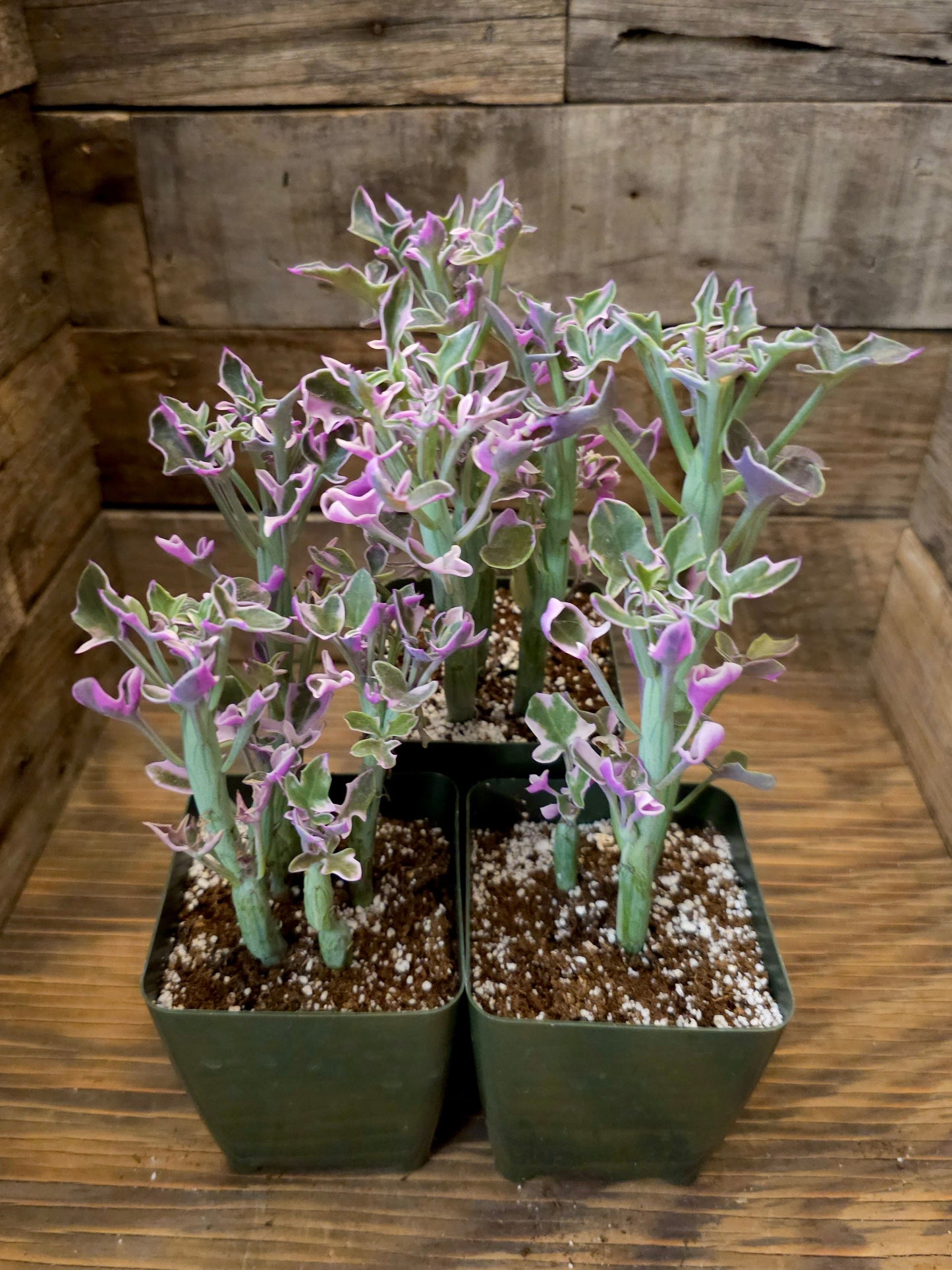 Curio articulatus 'Variegatus' – Variegated Candle Plant