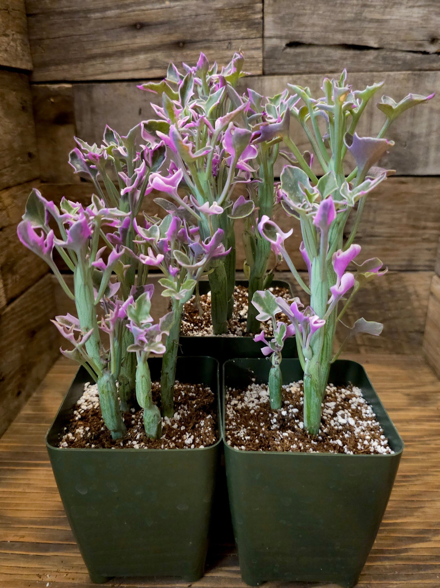 Curio articulatus 'Variegatus' – Variegated Candle Plant