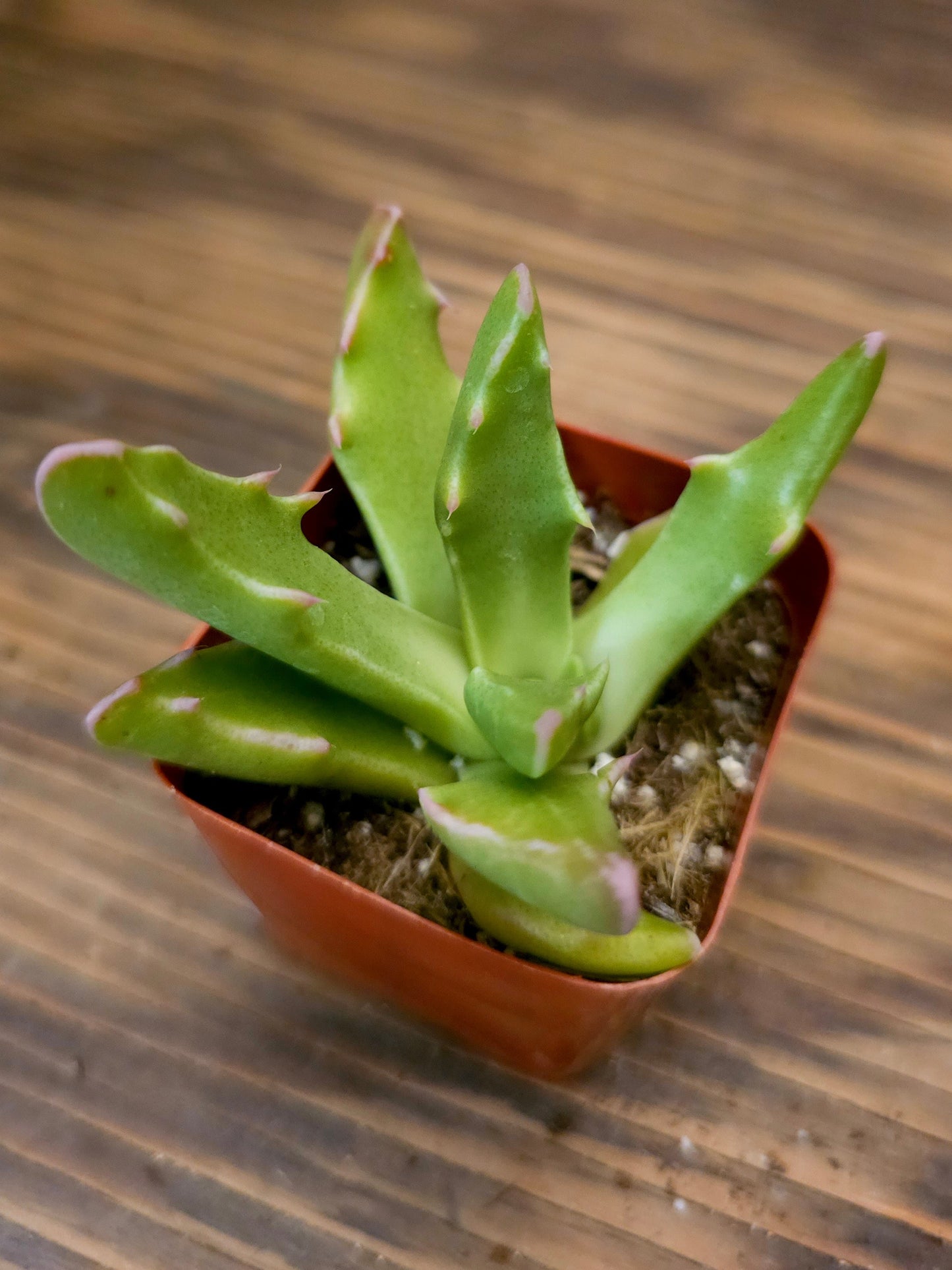Faucaria tigrina – Tiger Jaws