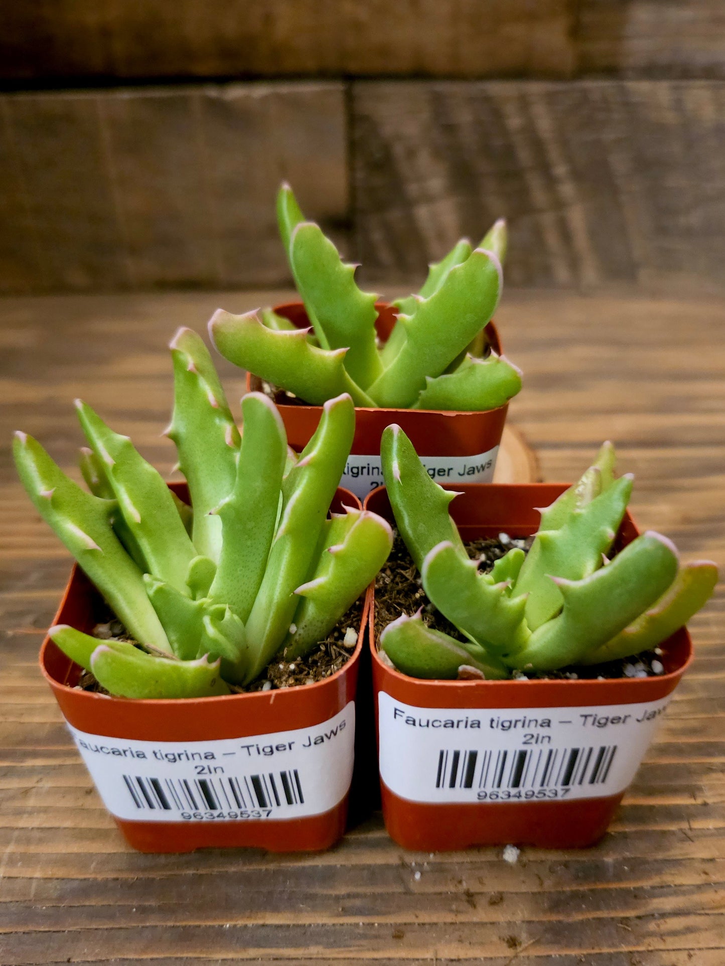Faucaria tigrina – Tiger Jaws